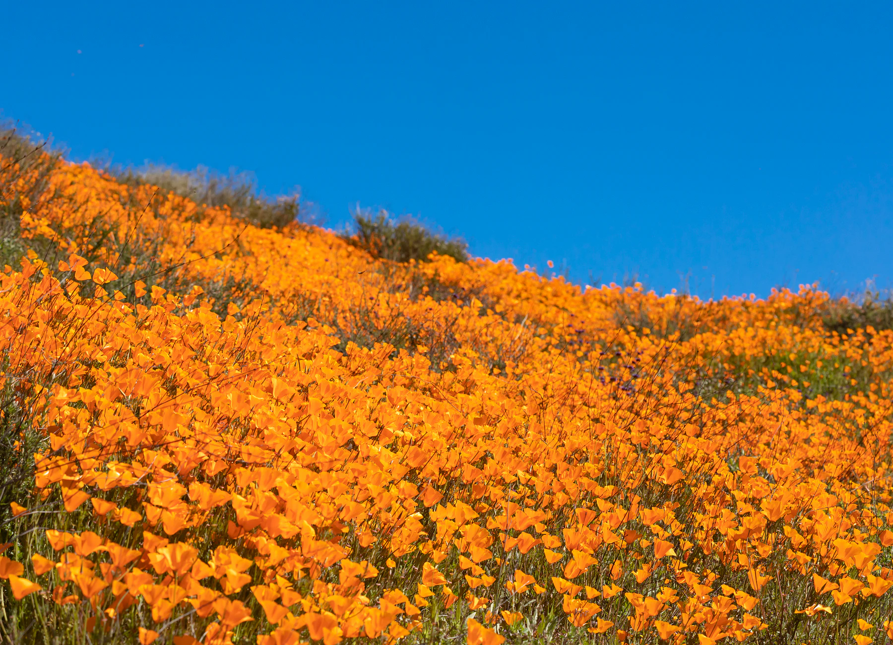 California poppies across an Antelope Valley hillside near Lancaster
